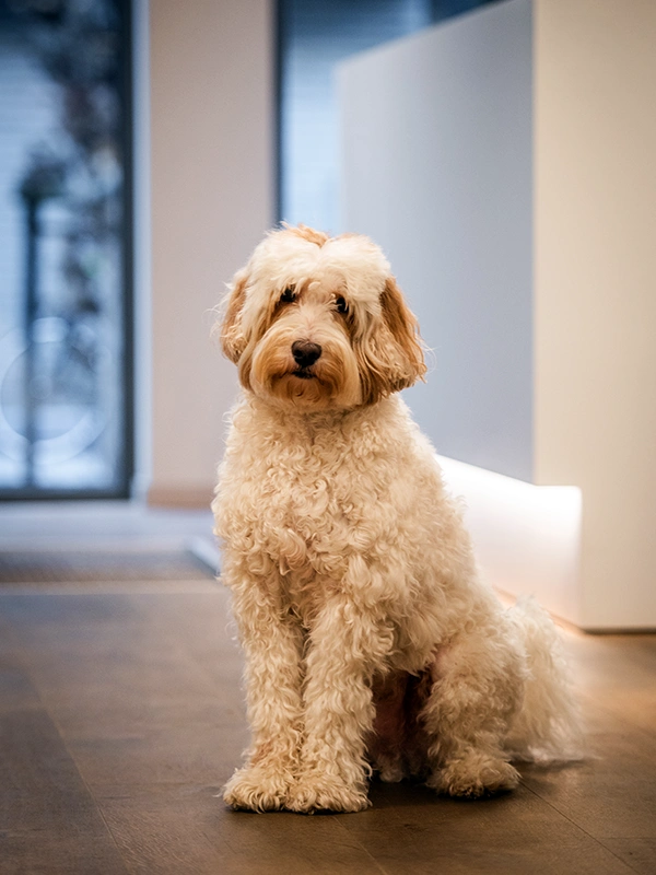Boef, de office dog van verzekeringskantoor ADB verzekeringen in Hasselt